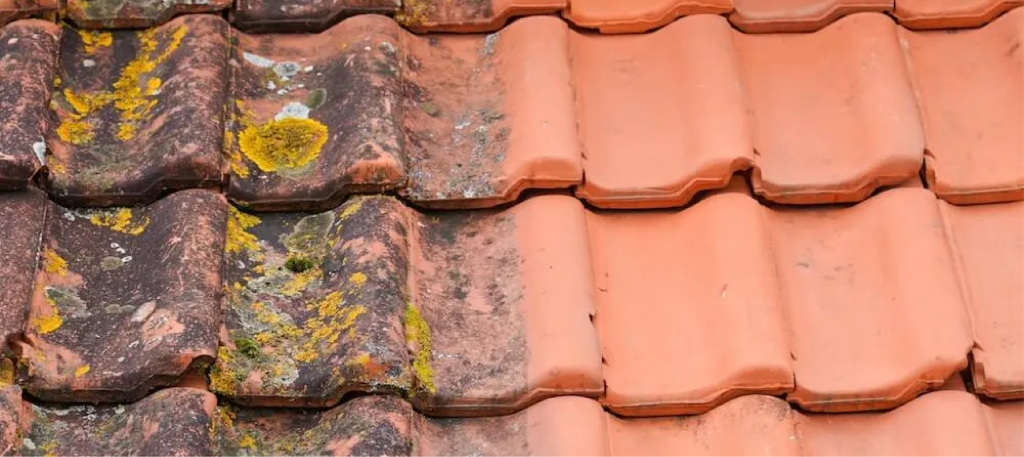 "Mousse et lichen sur toiture"